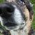Photo of stnapycnaf