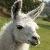 Photo of Llamma2
