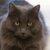 Photo of CatBostonTraveler