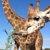 photo of Giraffiiii