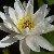 Photo of mysisterdalesgarden