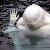 Photo of dansD1426RZ