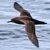 photo of SootyShearwater
