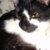 Photo of blue_begonia