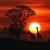 photo of AfricanSunset77