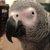 photo of Tumbaparrot