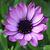 photo of PurpleDaisy18