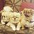 photo of 3Pekes