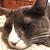 Photo of 3gencat