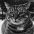 Photo of CrazyCat72