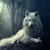 Photo of wolfmanusa