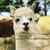 photo of Alpaca35