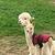 photo of Alpacachilling