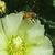 Photo of honeybeesith