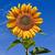 photo of Sunflower365