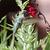 Photo of HaMo1822
