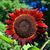 photo of Sunflower908754