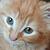 photo of Kittysim77