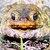 photo of Crapaud15