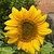 Photo of ALM2407