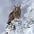 Photo of Kitty437
