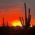 Photo of TucsonBorn