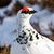 photo of Tentative_Ptarmigan