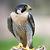 photo of Peregrine101