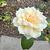 Photo of aspring444