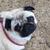 photo of Pugmad5