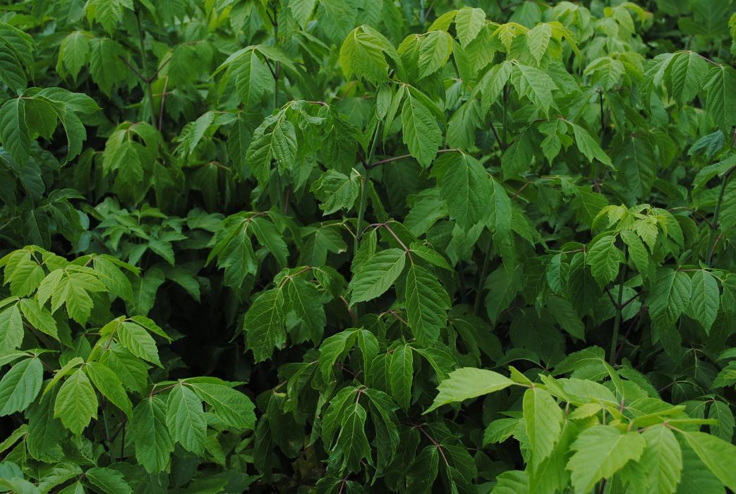 Clear Ridge Nursery Inc