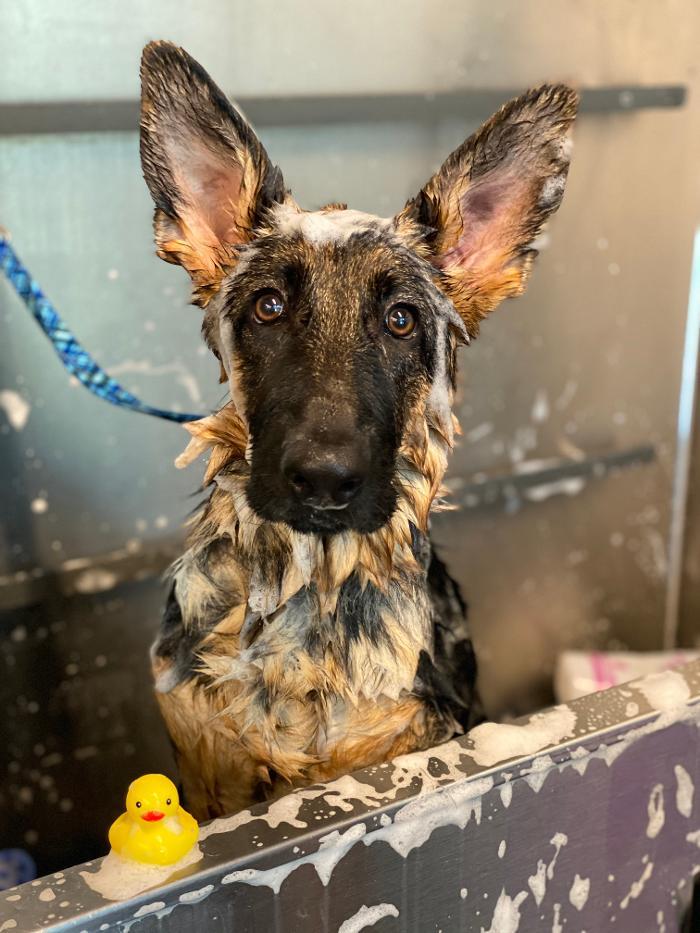 Fur Town Pet Grooming