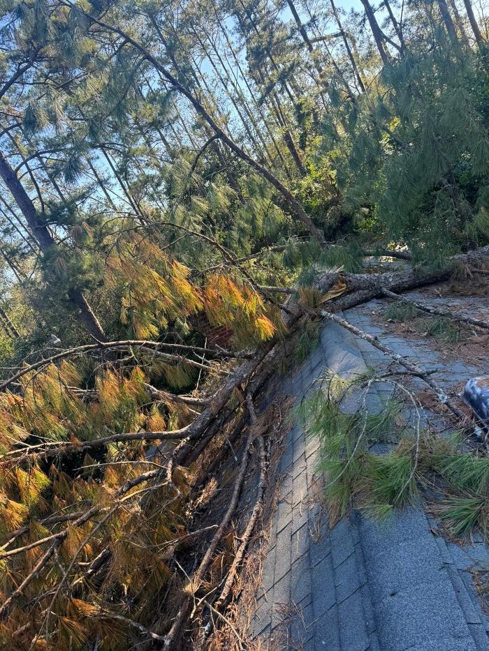 All In Tree Service of Smyrna