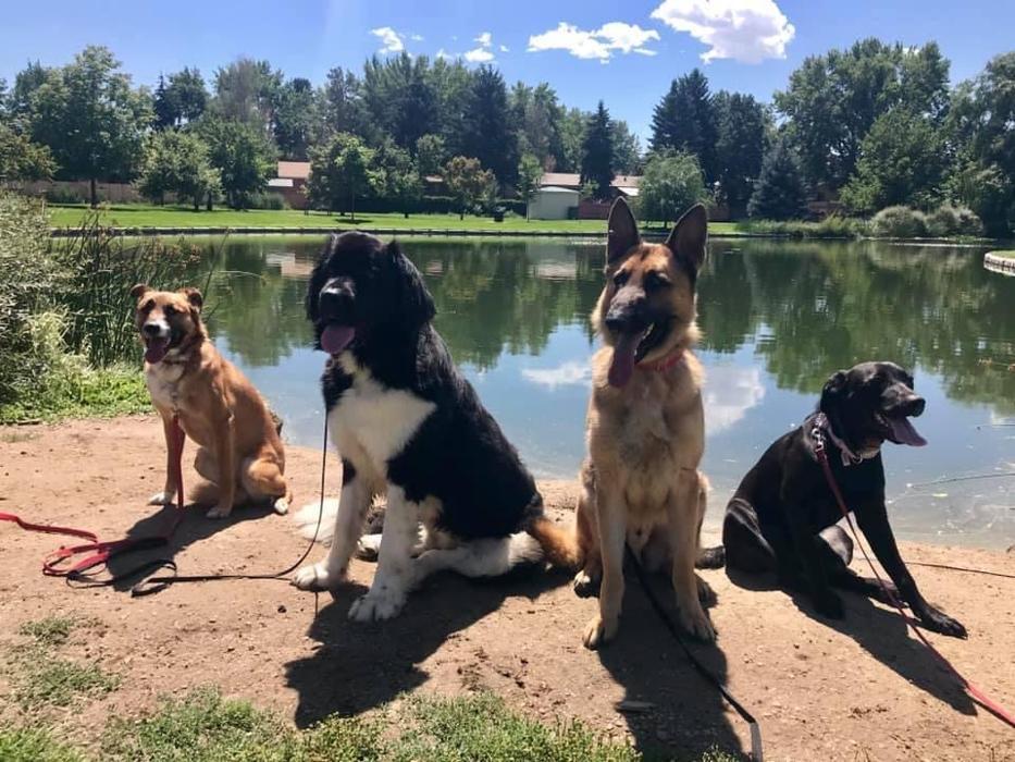 Sit Means Sit Dog Training - Orange County Coastal