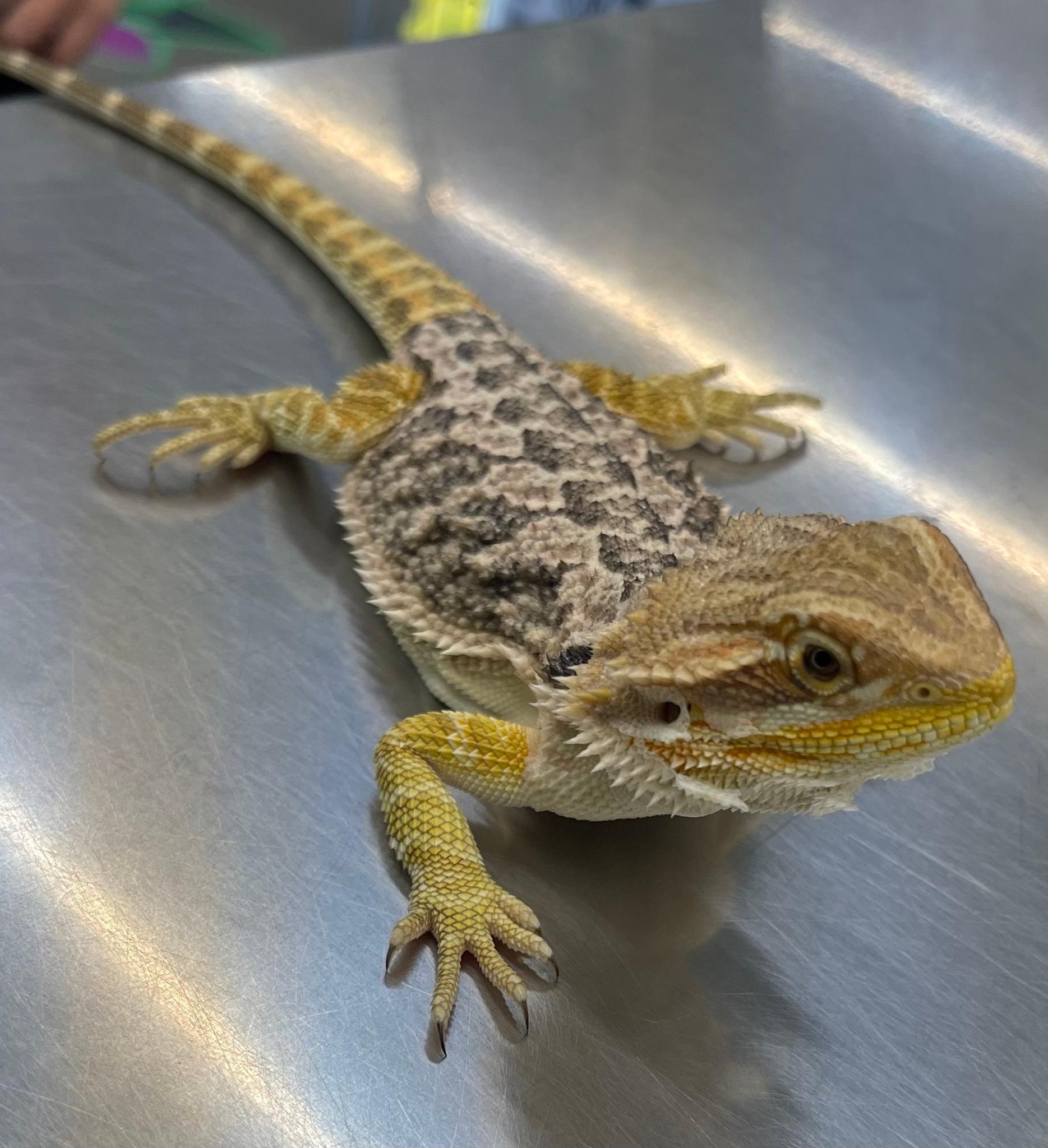 Pet Supplies Plus Webster
