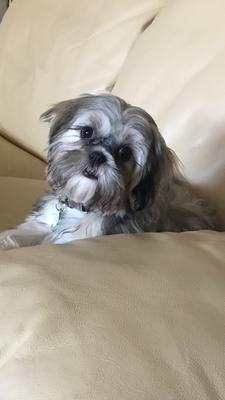 Shih Tzu Puppy