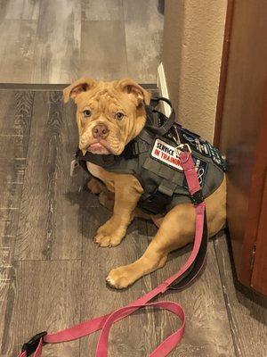 Cross Street Small Animal Veterinary Hospital