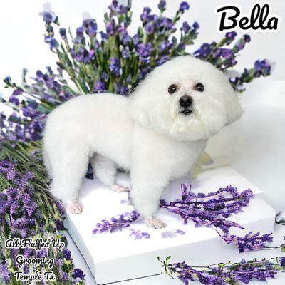 All Fluffed Up Grooming