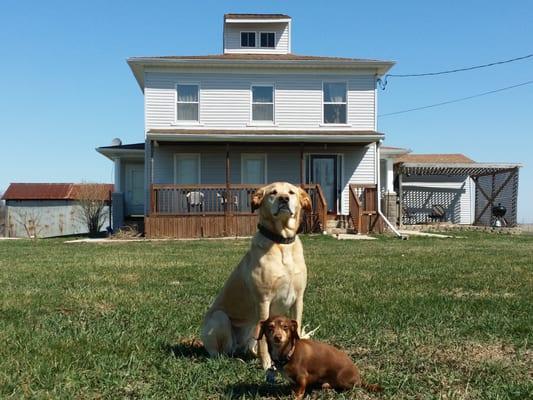 Critter Castle Pet Care Services