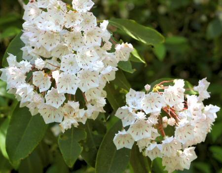 Lucky 8 Cartecay River Community