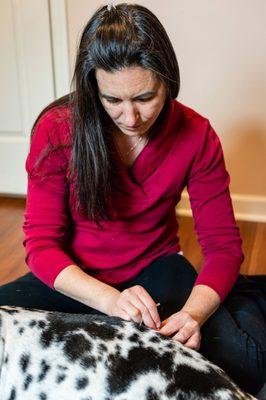 Animal Wellness Veterinary Services