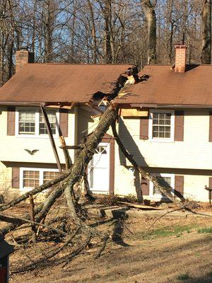 Calvert County Tree Experts
