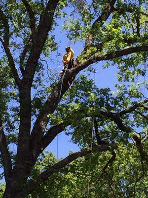 Bruno Ferazza Tree Service