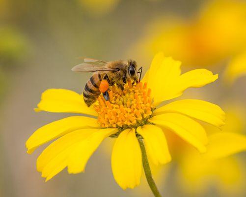 Sweet Serendipity Honey