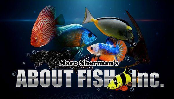 Marc Sherman's About Fish Inc.