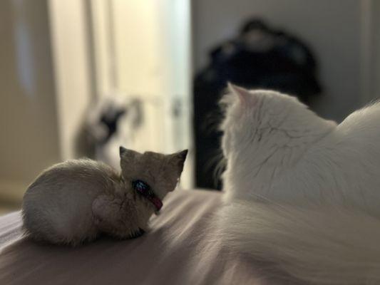 Nemo’s Animal Services