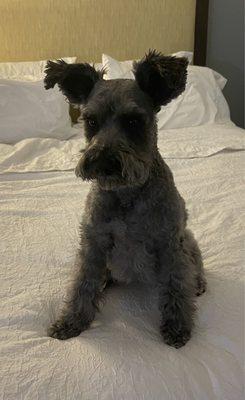 K-9 Designs Dog Grooming