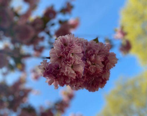 Theodore Roosevelt Park