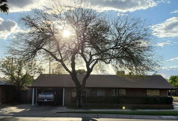 Robert Damico Master Arborist