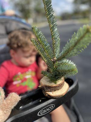 Josario's Christmas Trees